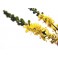 Fleurs de Bach Original Agrimony 01