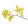 Fleurs de Bach Original Beech 03