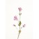 Fleurs de Bach Original Centaury 04