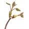 Fleurs de Bach Original Chestnut Bud 07