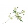 Fleurs de Bach Original Clematis 09