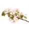 Fleurs de Bach Original Crab Apple 10