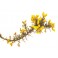 Fleurs de Bach Original Gorse 13