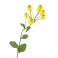 Fleurs de Bach Original Mustard 21