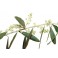 Fleurs de Bach Original Olive 23