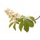 Fleurs de Bach Original White Chestnut 35