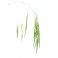 Fleurs de Bach Original Wild Oat 36