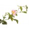 Fleurs de Bach Original Wild Rose 37